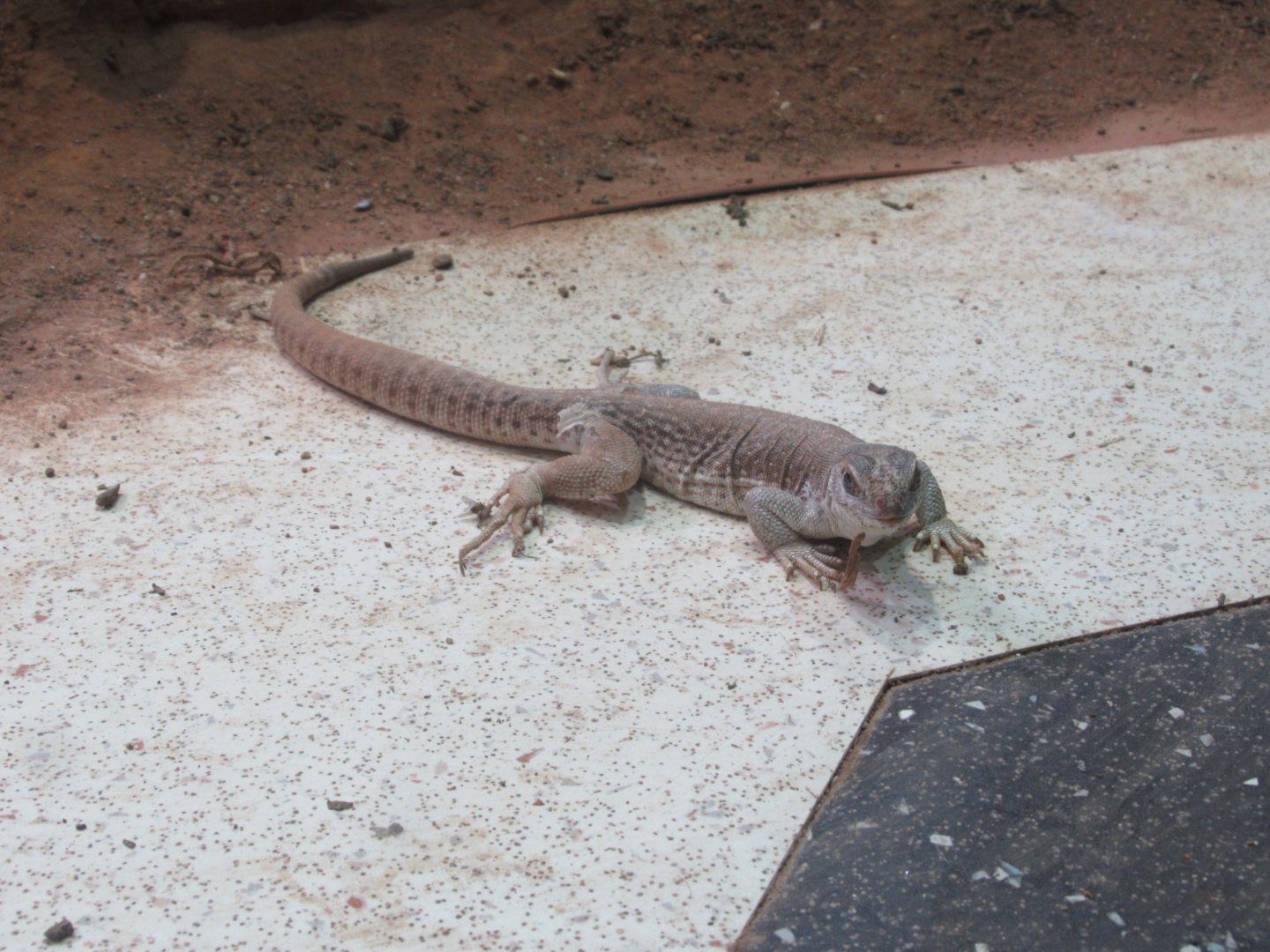 11 2023 - Desert Iguana