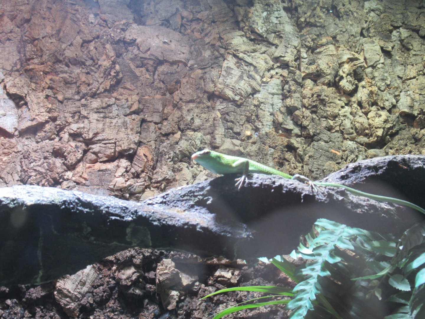 11 2023 - Emerald Tree Skink