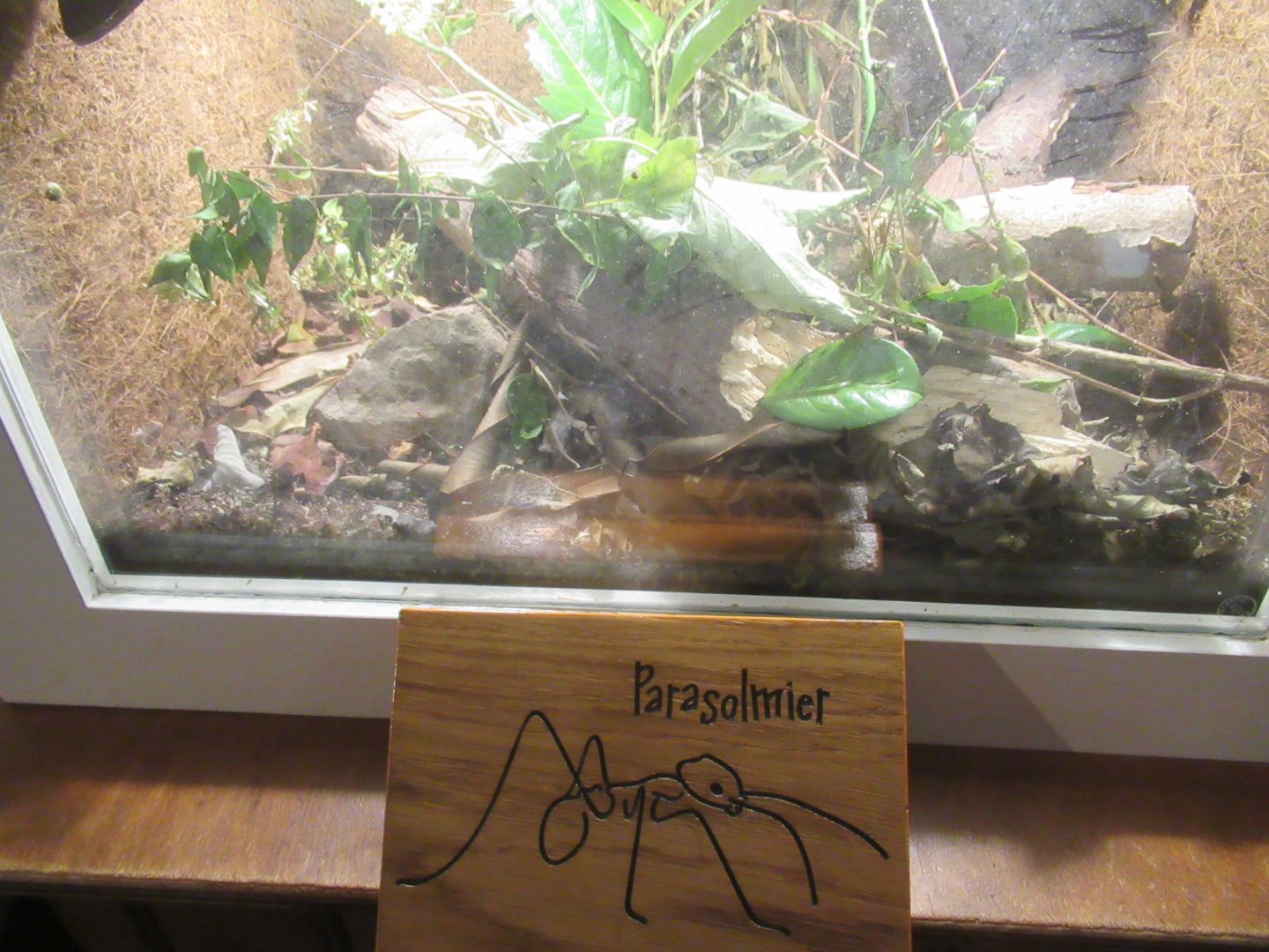 11 2023 - Leaf cutter ant enclosure