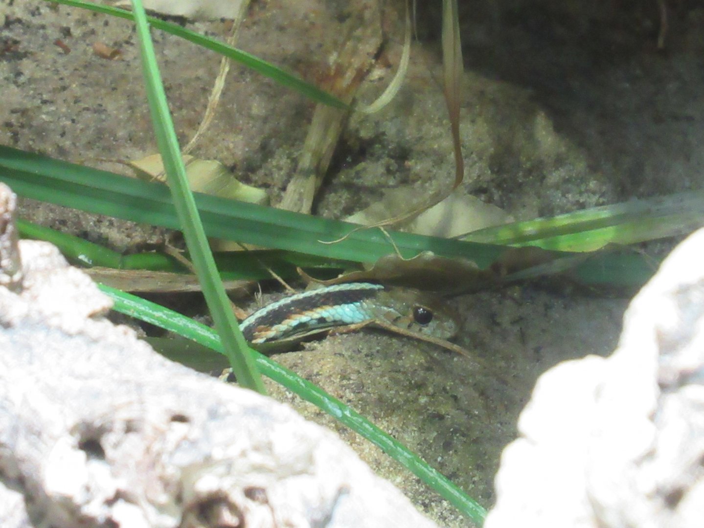 11 2023 - San Francisco garter snake