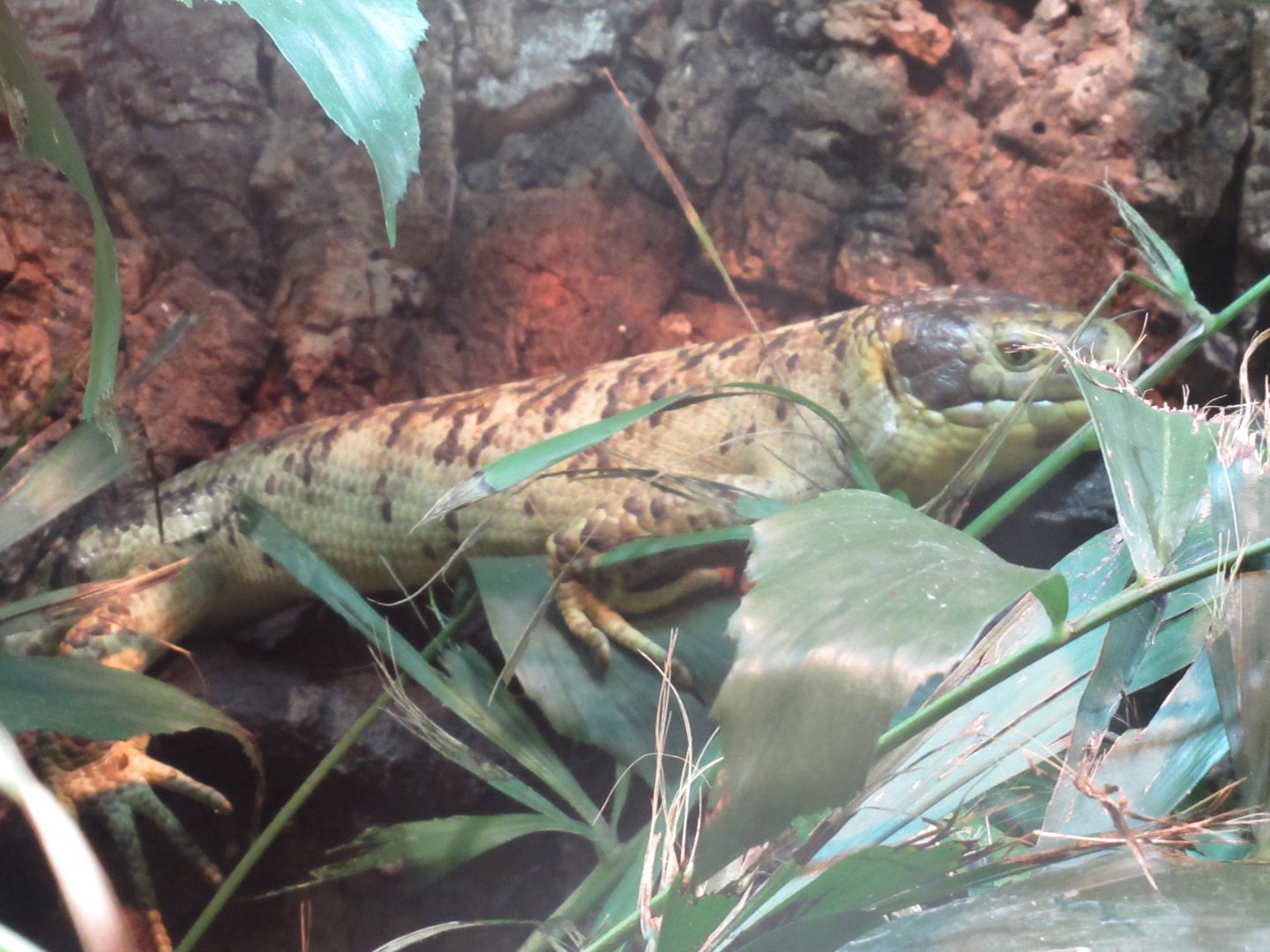 11 2023 - Solomon Islands Skink