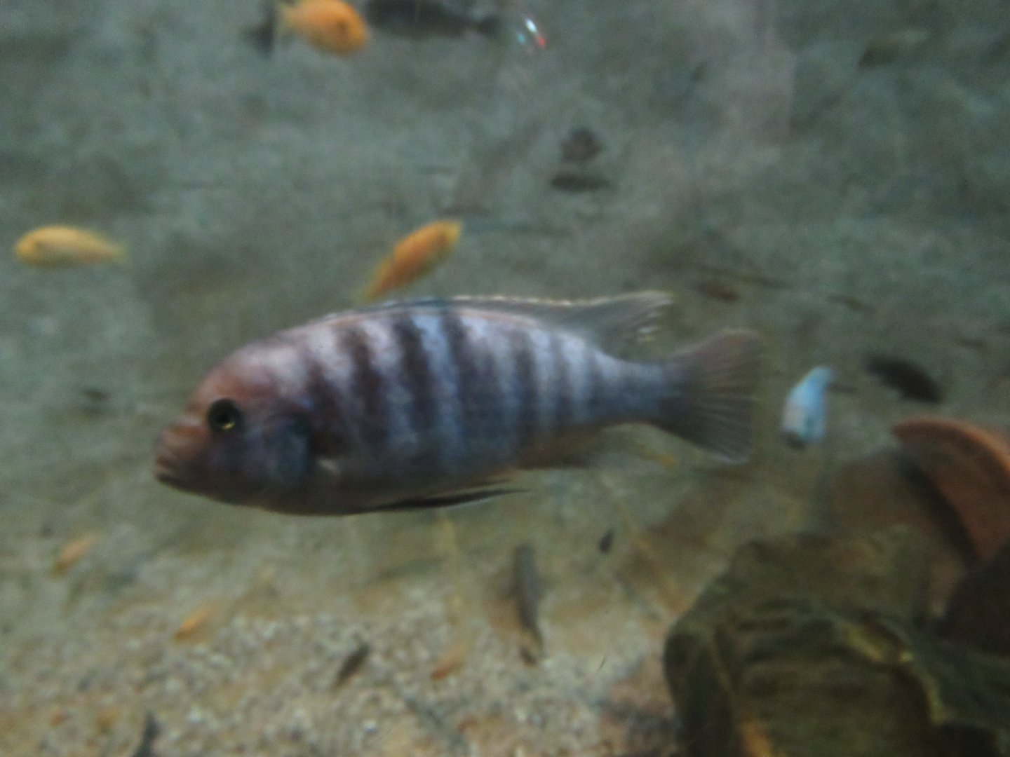 11-2023  Unidentified cichlid (1)