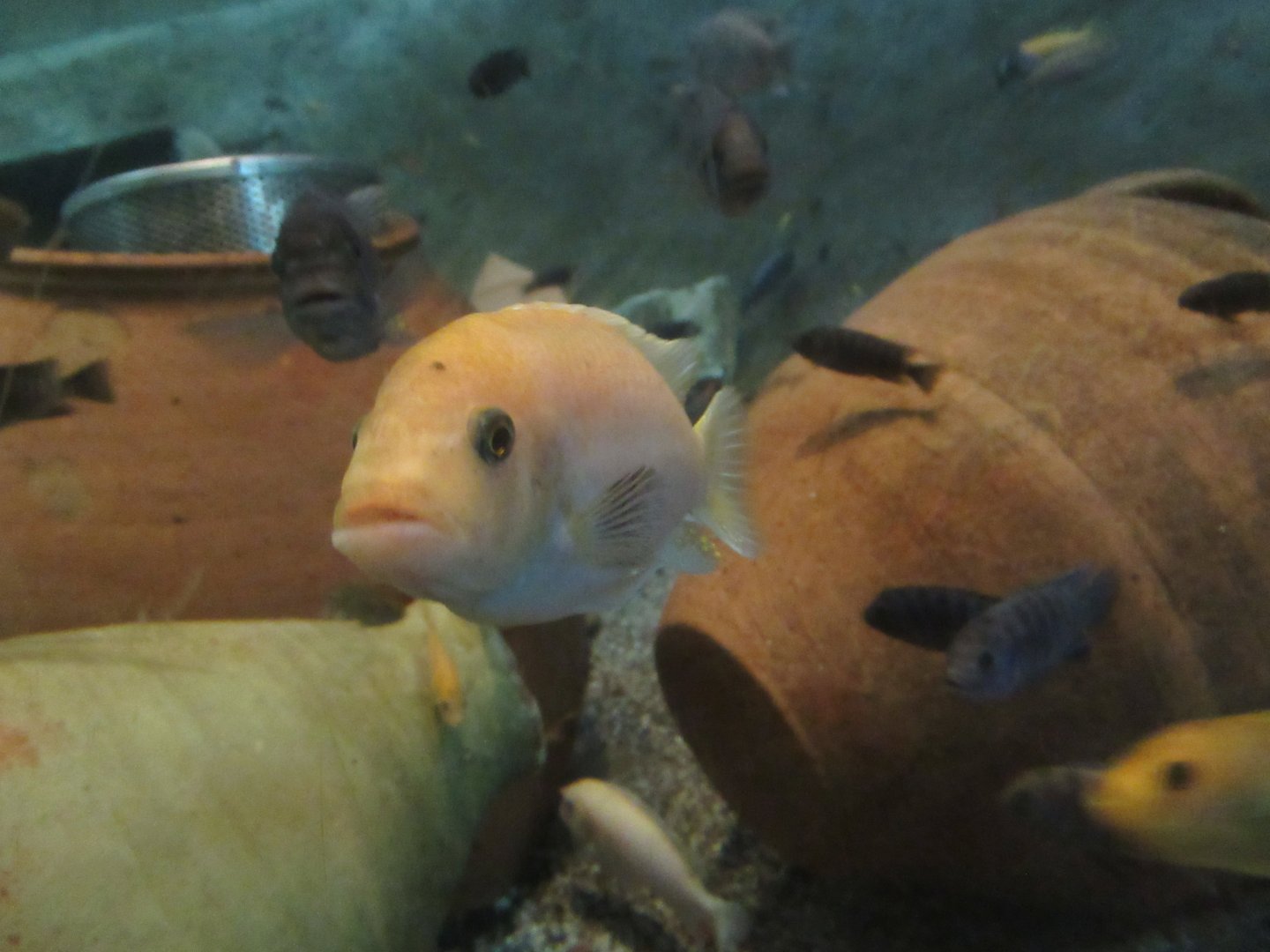 11 2023 - Unidentified cichlid (3)