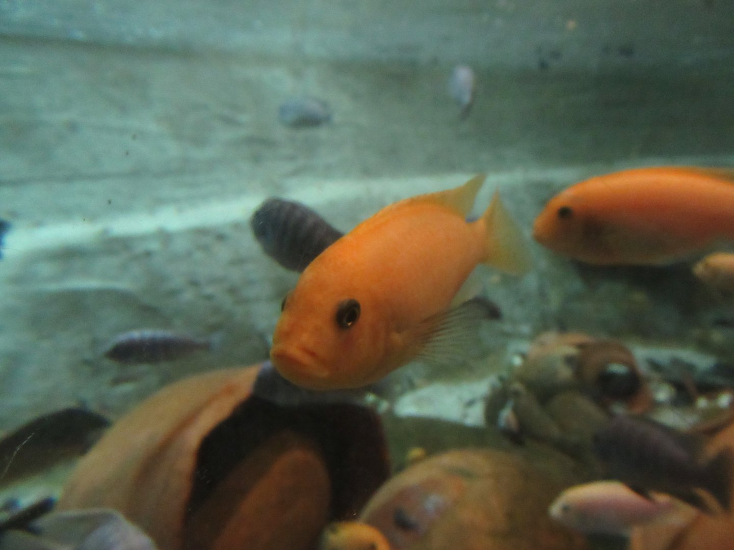 11 2023 - Unidentified cichlid (4)