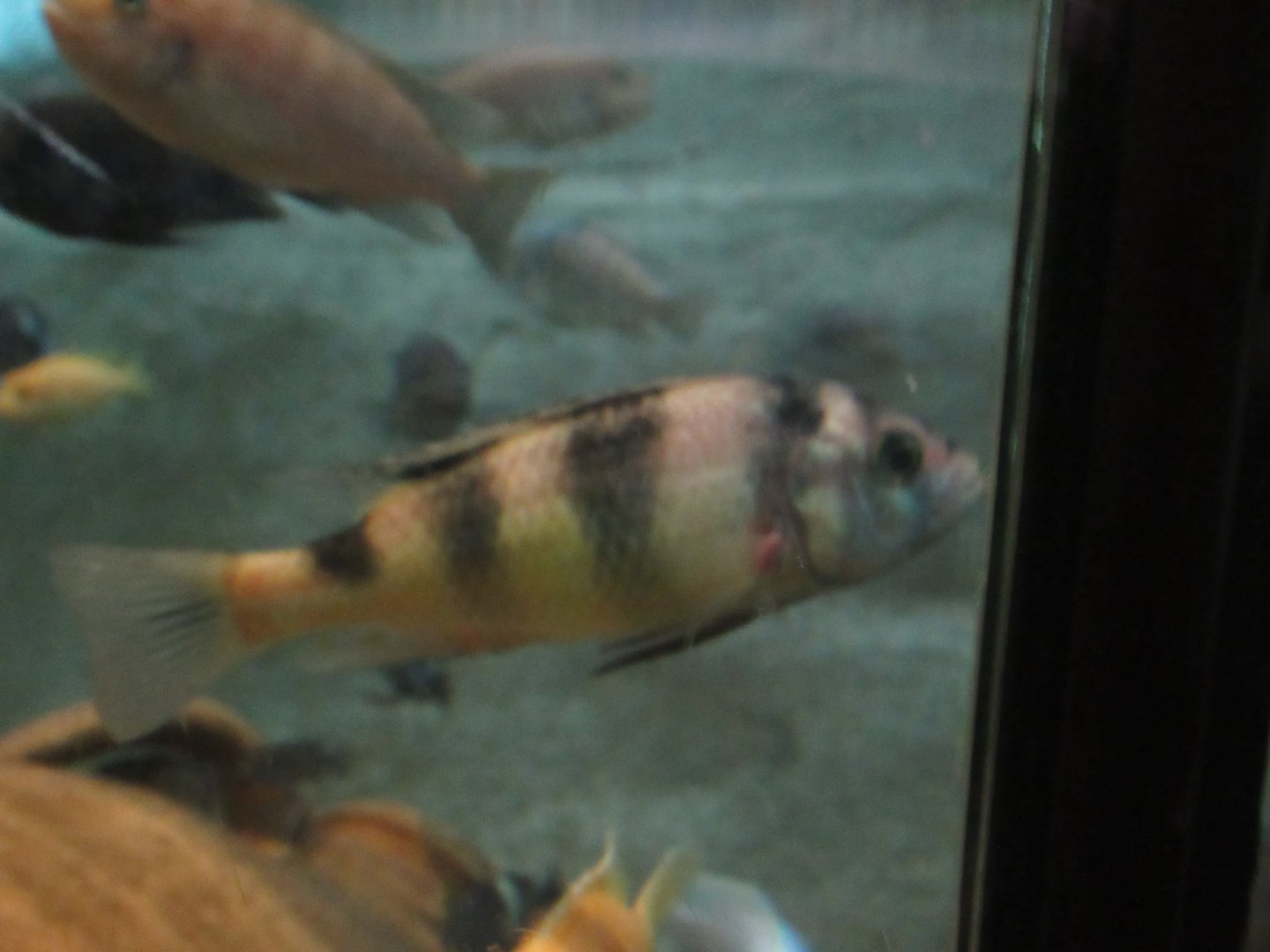 11 2023 - Unidentified cichlid (5)