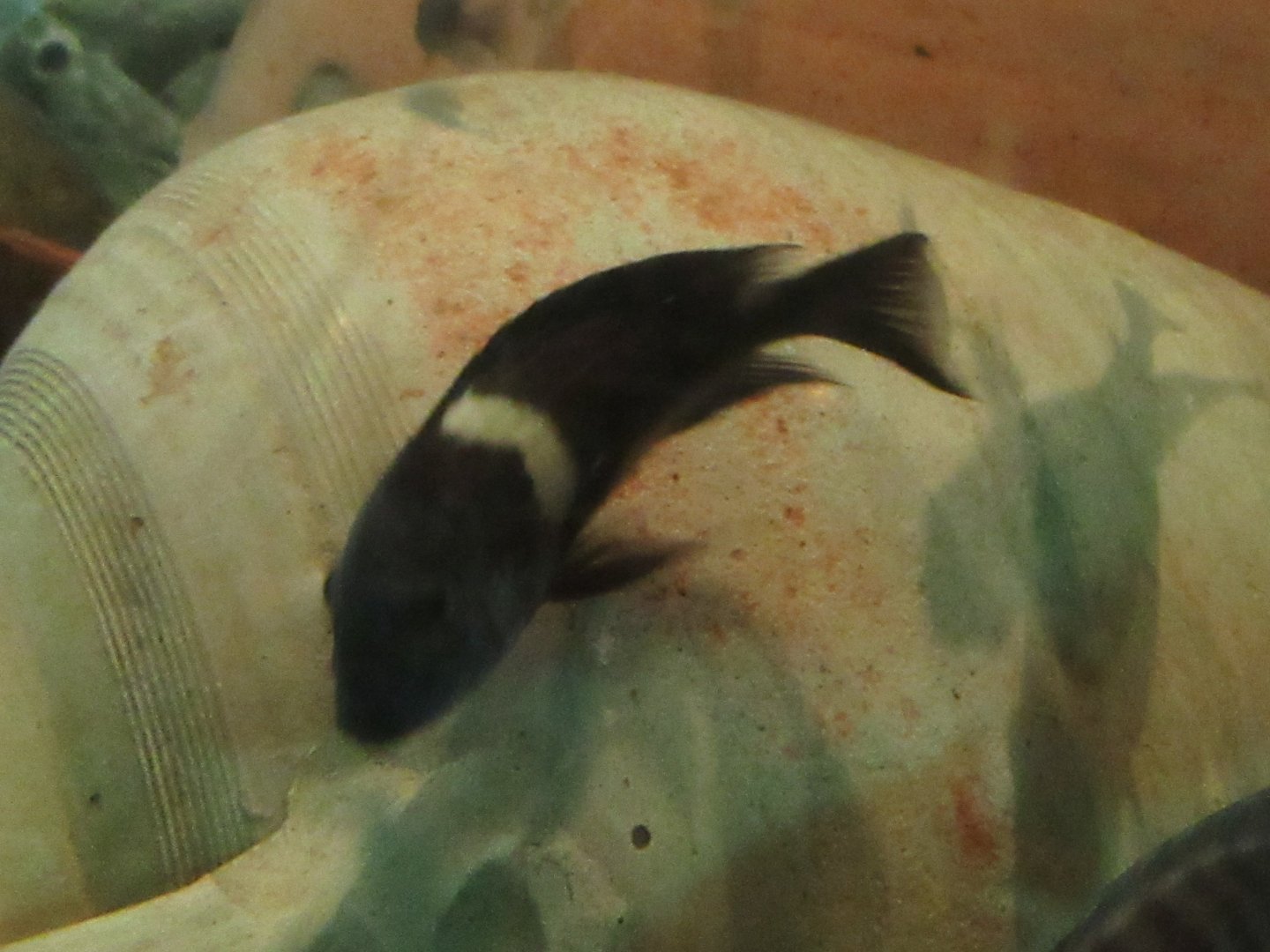 11 2023 - Unidentified cichlid (6)