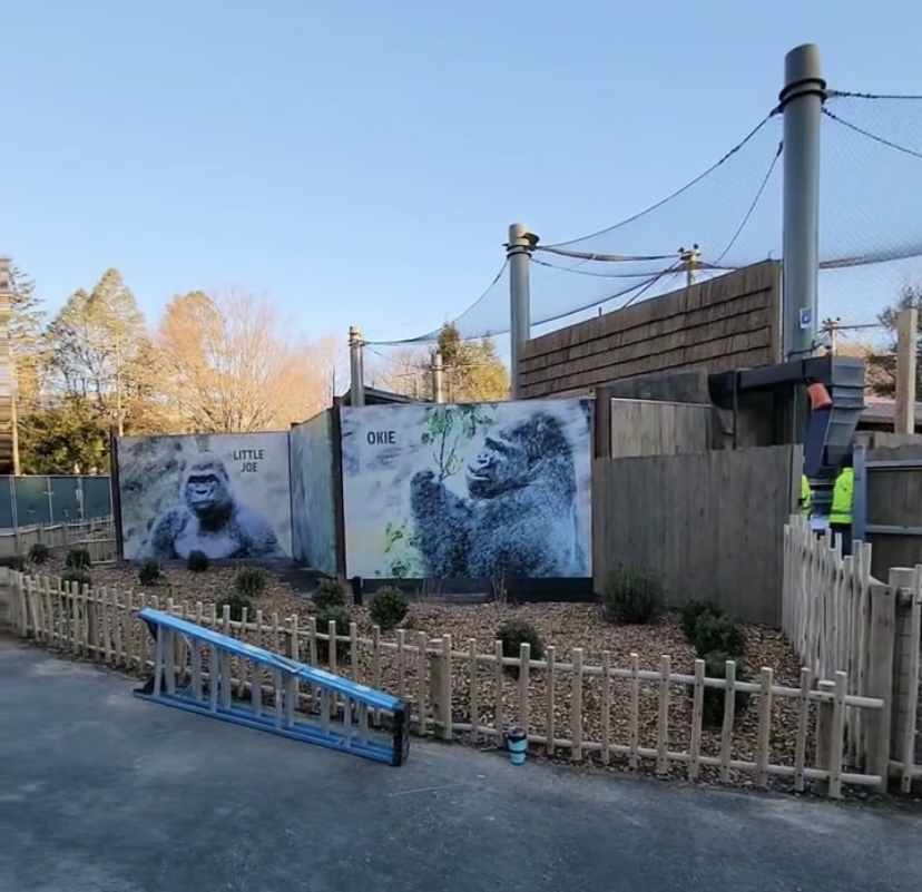 11/4/2022 Gorilla Grove