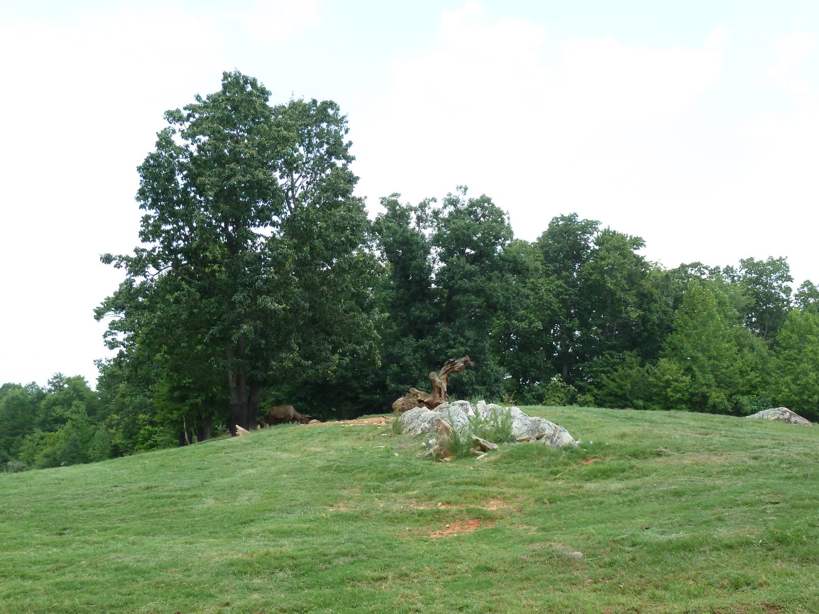 11-Acre Bison/Elk Exhibit