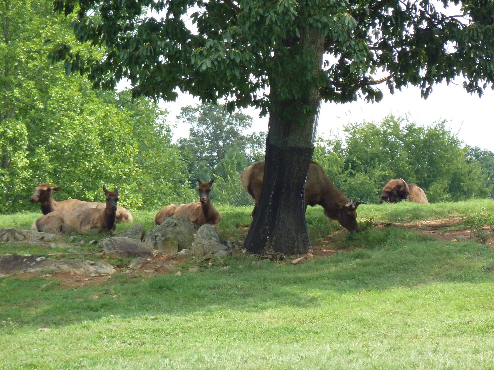 11-Acre Bison/Elk Exhibit