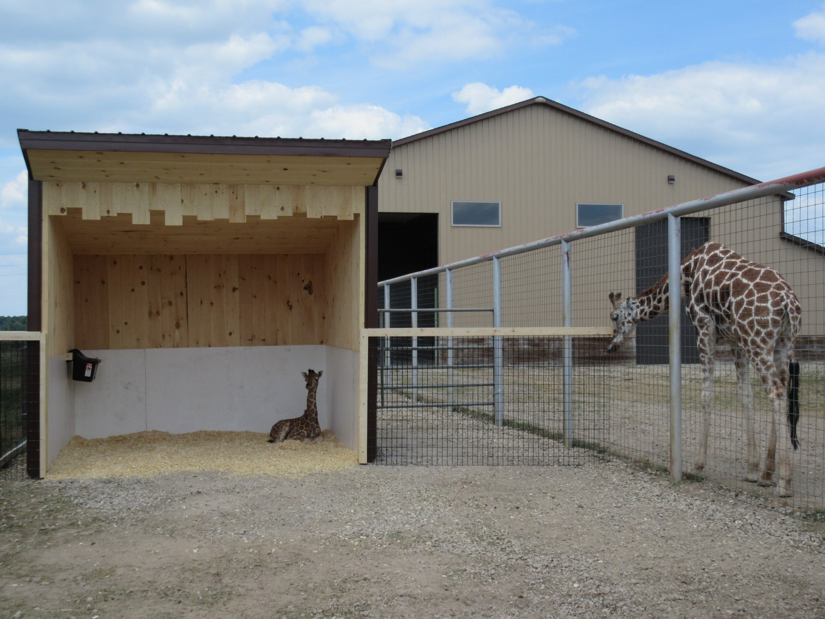 11 Day-Old Reticulated Giraffe