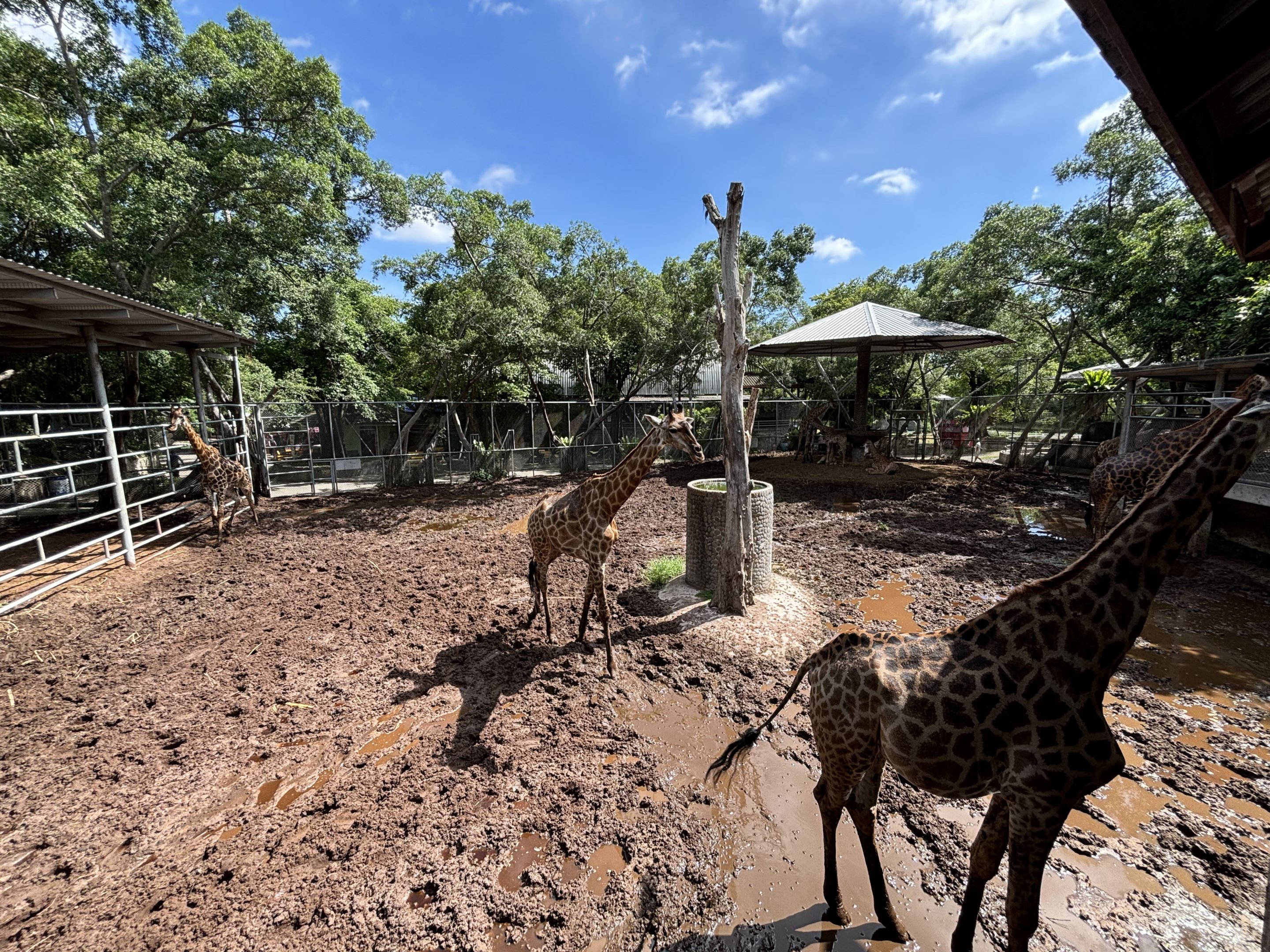 11 Giraffes in mud - new exhibit