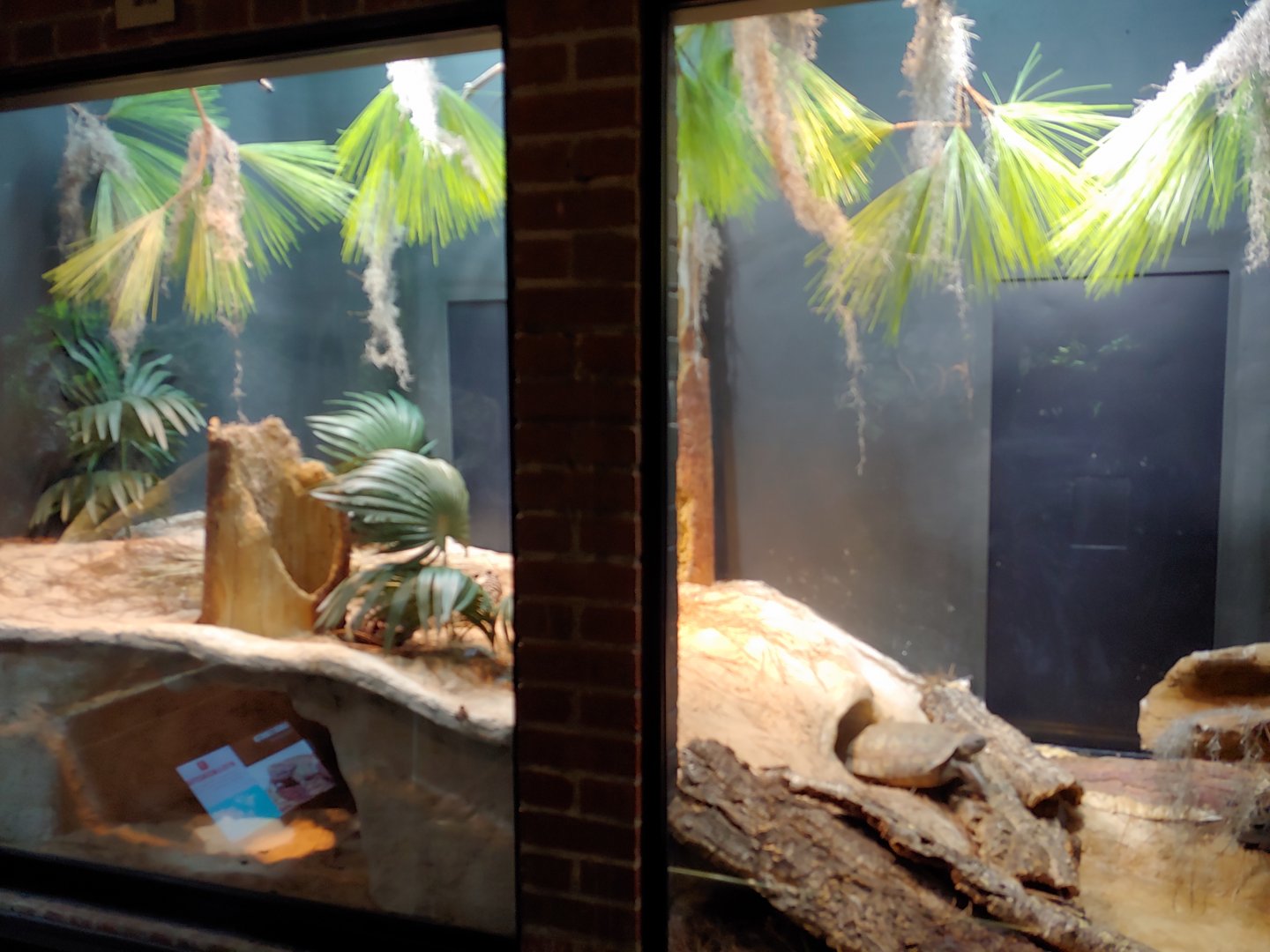 11: Gopher Tortoise & Eastern Diamondback rattlesnake