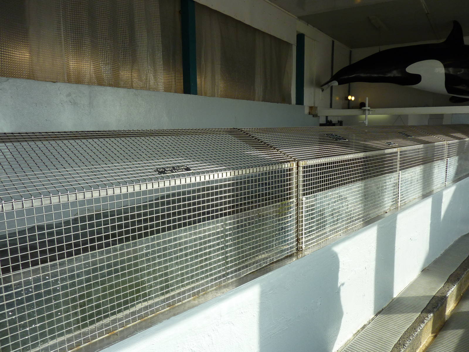 11 Harbour Seals In A Bathtub