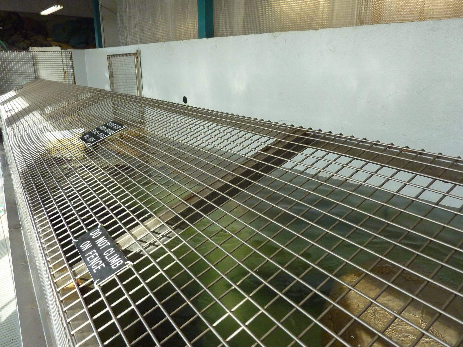 11 Harbour Seals In A Bathtub