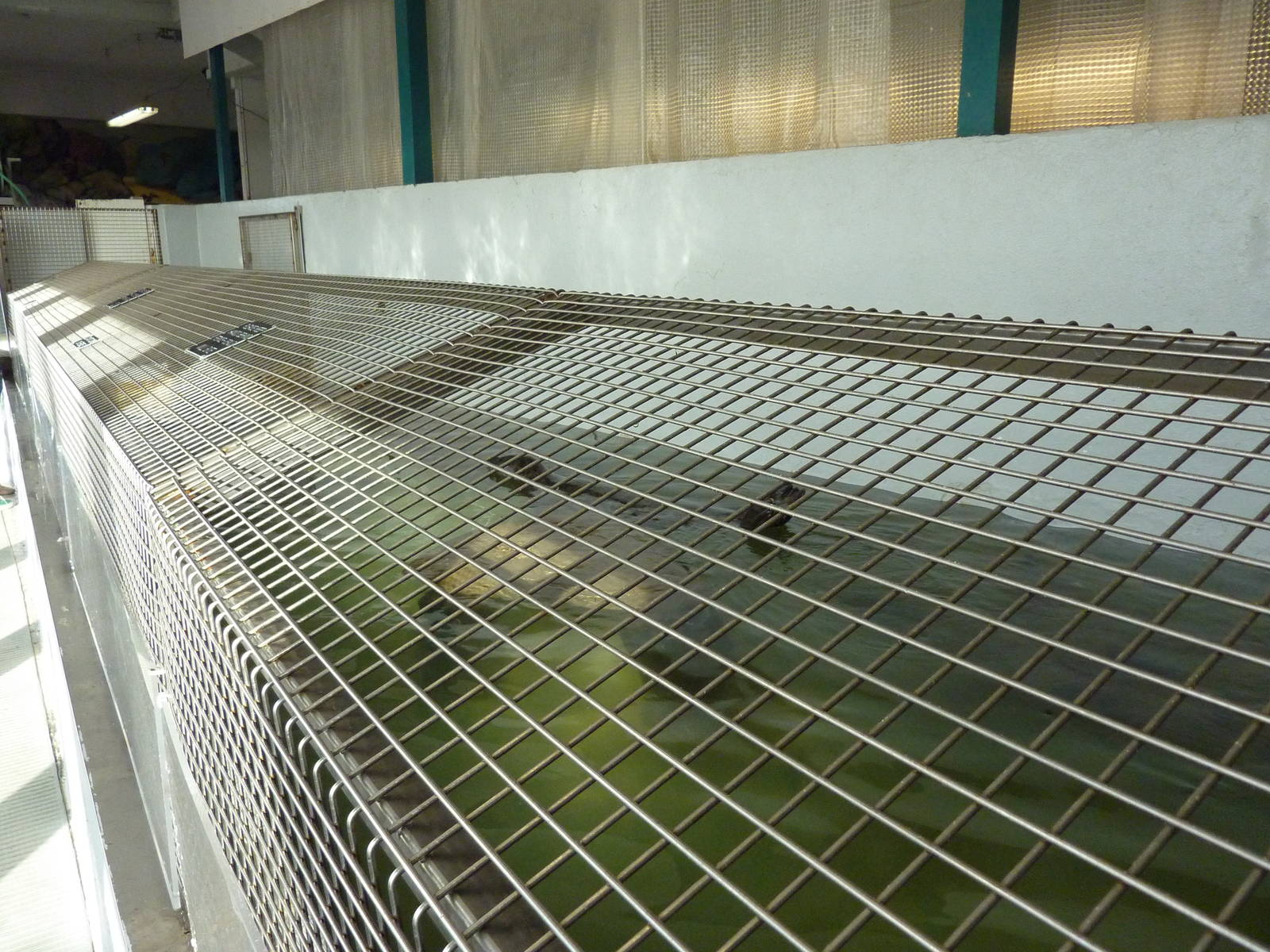 11 Harbour Seals In A Bathtub