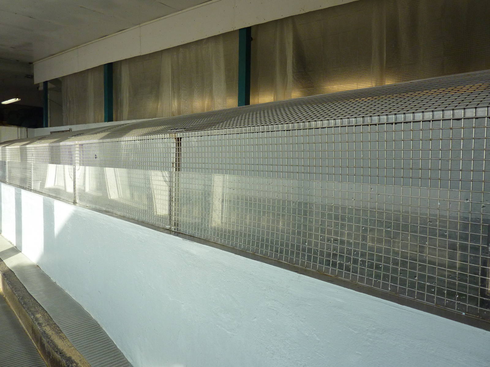11 Harbour Seals In A Bathtub