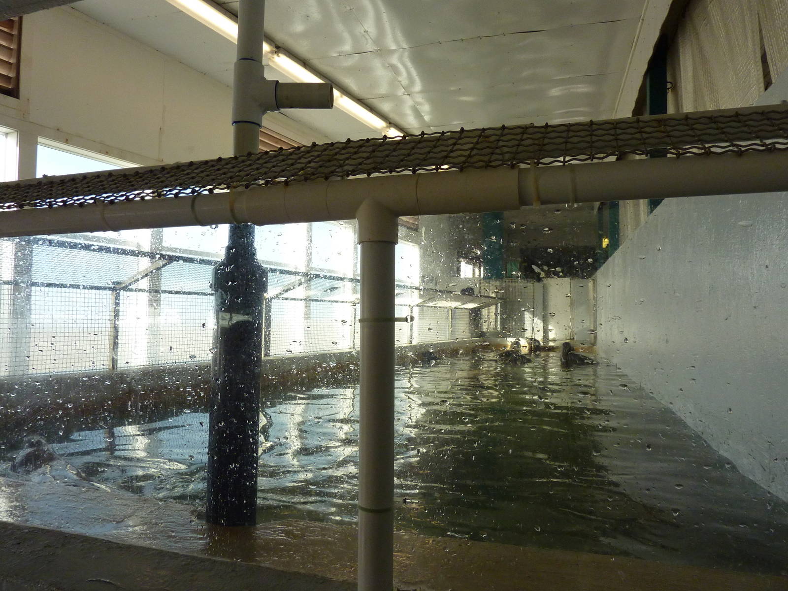 11 Harbour Seals In A Bathtub