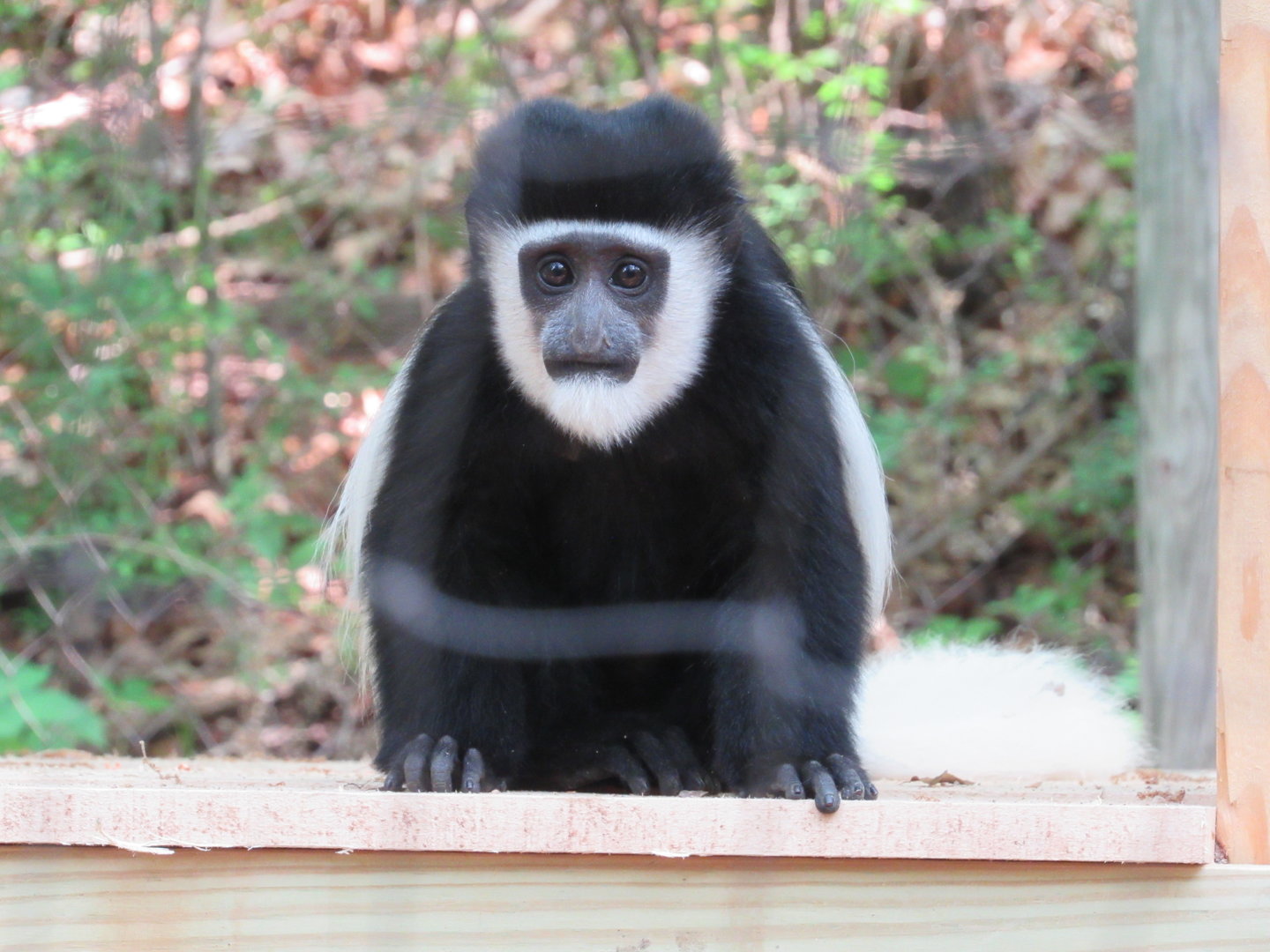 11-month-old Colobus Monkey Viazi - 5/23/23