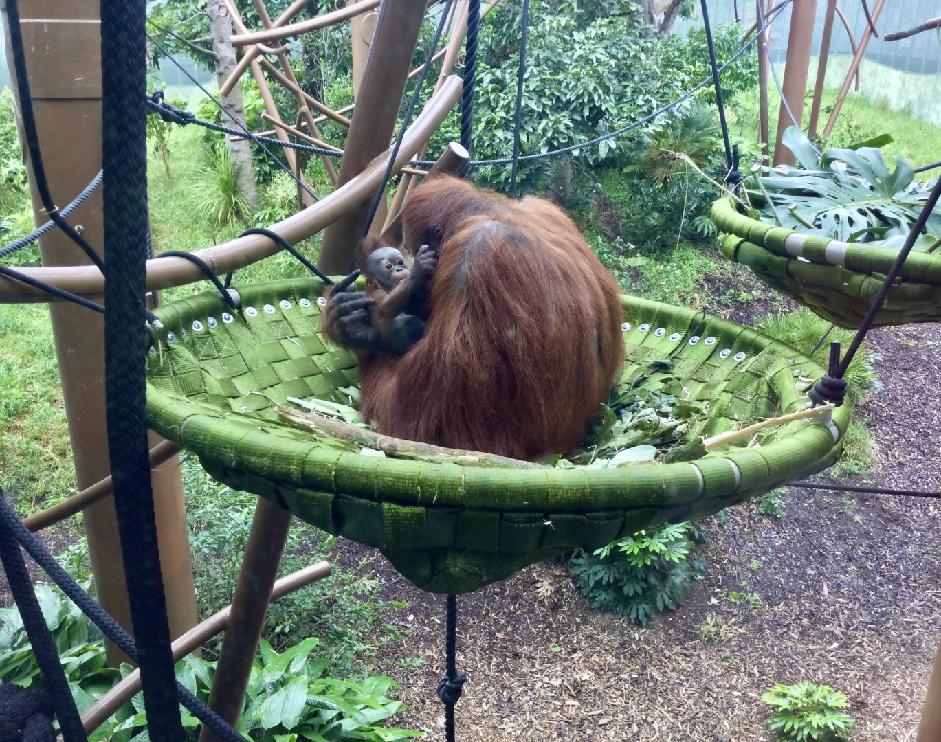11 Week Old Bornean Orangutan