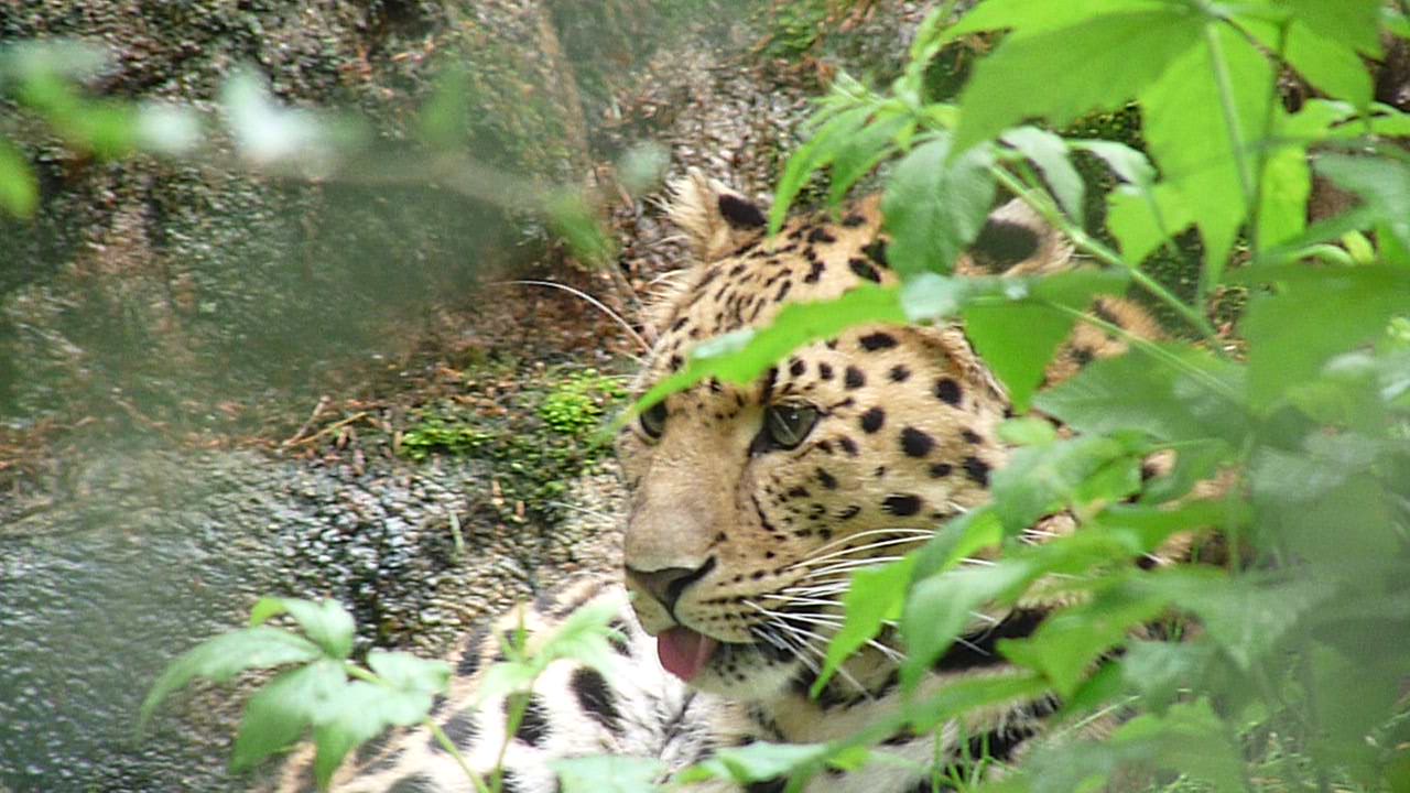 110725 Amur Leopard