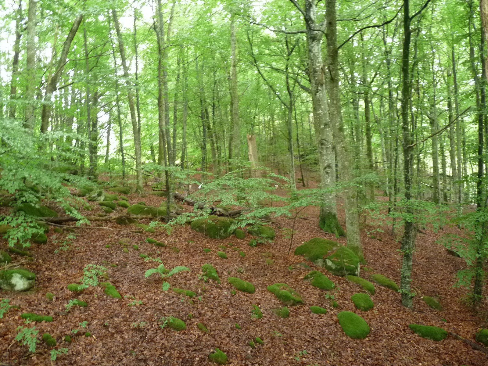 110725 Deciduous forest