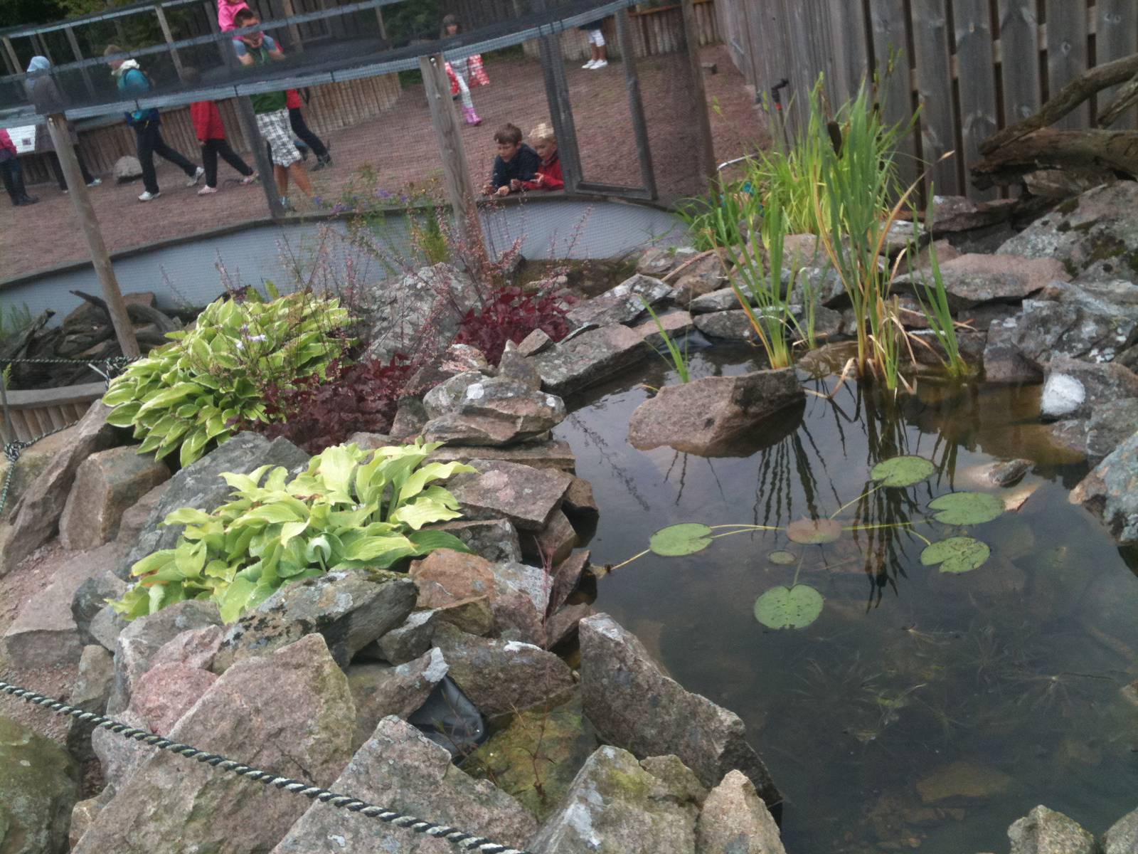 110725 European Pond Turtle Enclosure