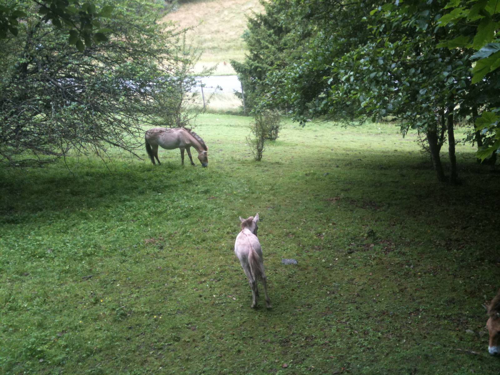 110725 Przewalski's horse