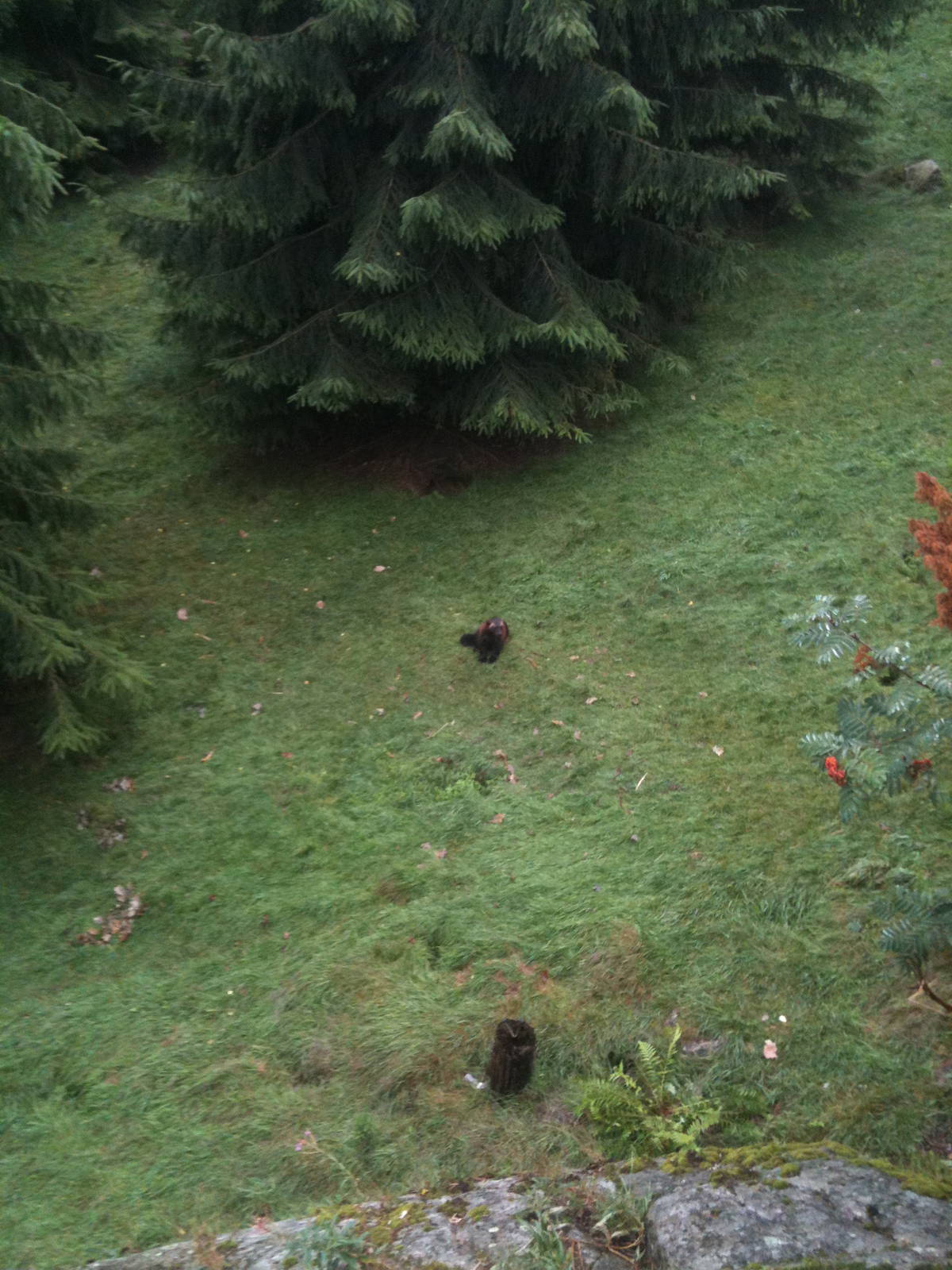 110725 Wolverine enclosure