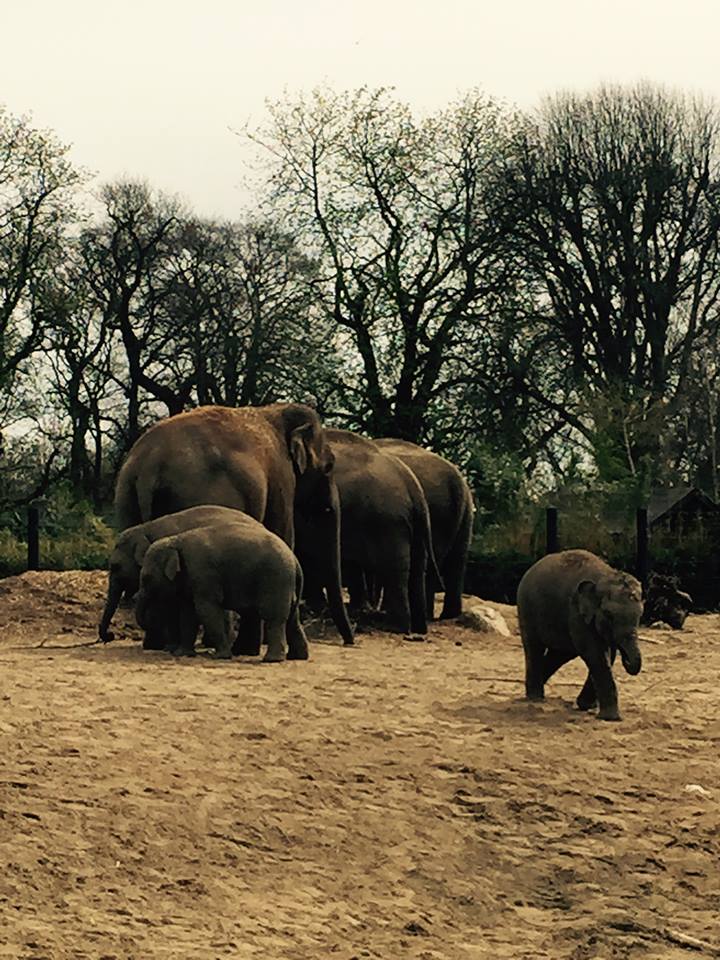 11215164_10209377311131354_4806347326059655412_n