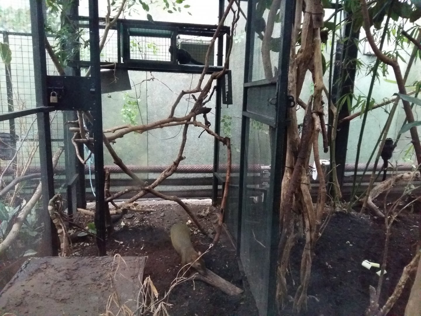 11th Feb 2017 - Goeldi's Monkey and Azara's Agouti (part of enclosure)