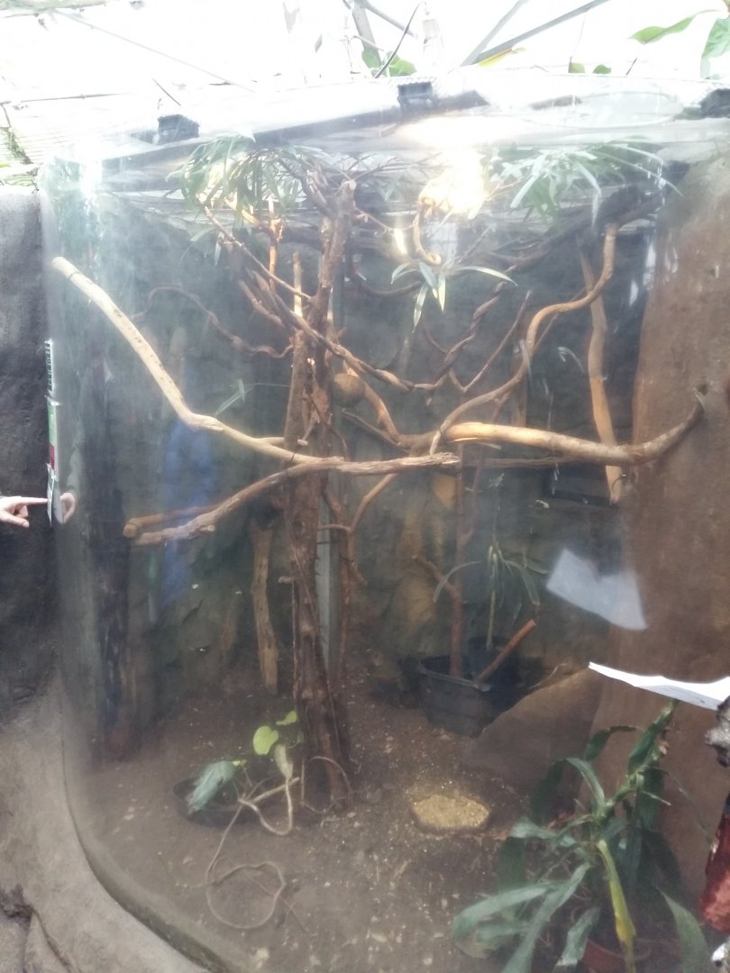 11th Feb 2017 - Pygmy Marmoset enclosure