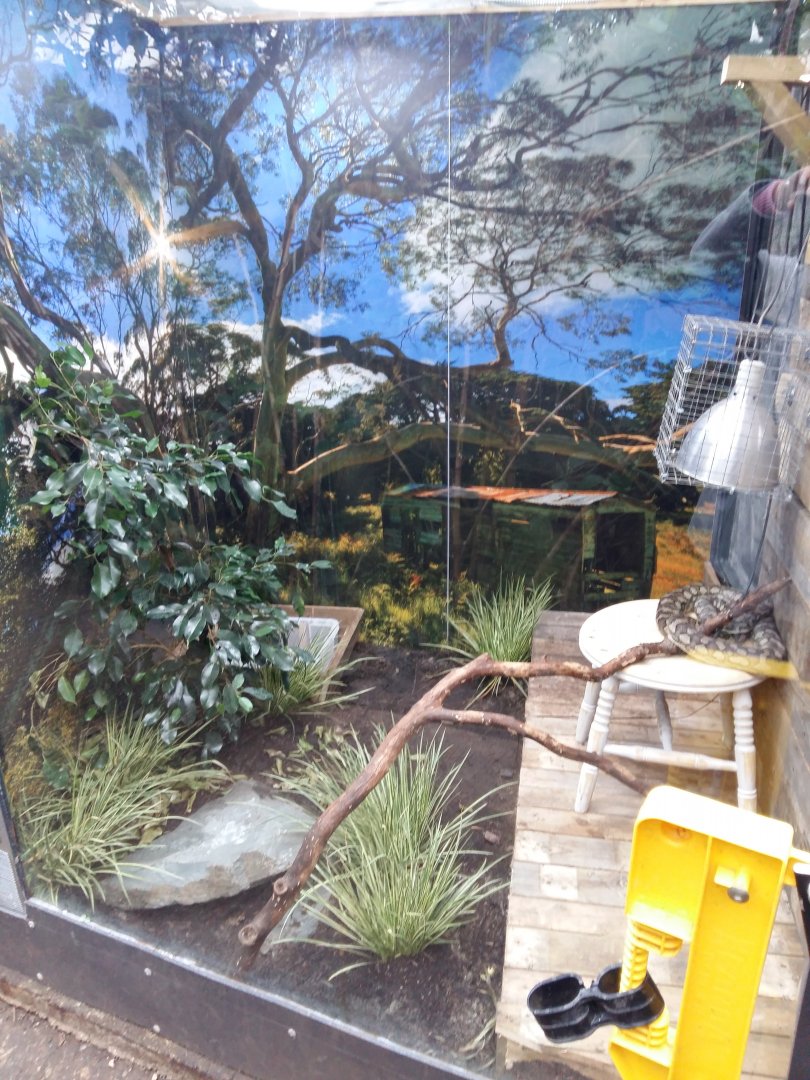 11th Feb 2017 - Snake enclosure