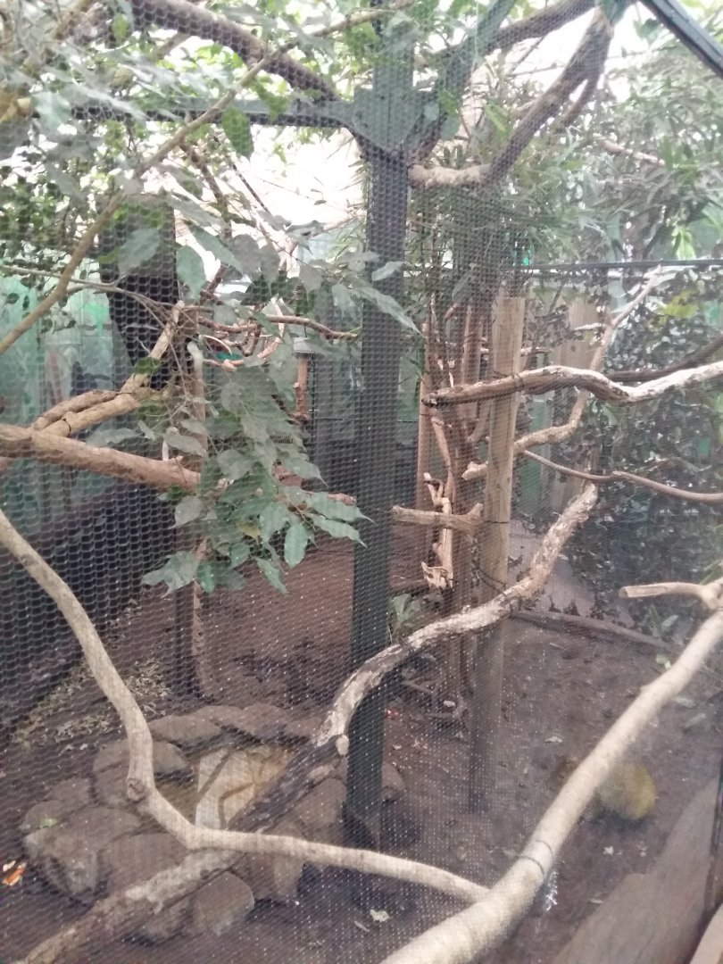 11th Feb 2017 - Toucan and Azara's Agouti