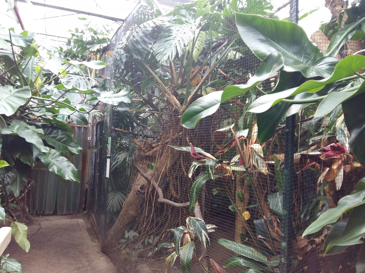 11th Feb 2017 - Turaco aviary