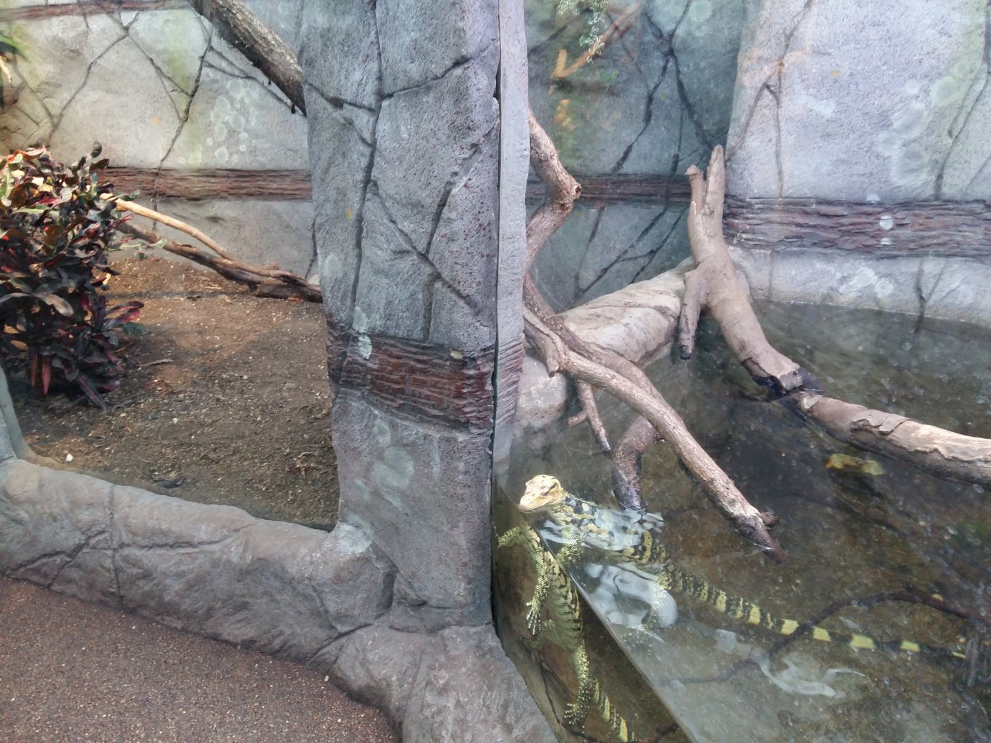 11th Feb 2017 - Water Monitor enclosure