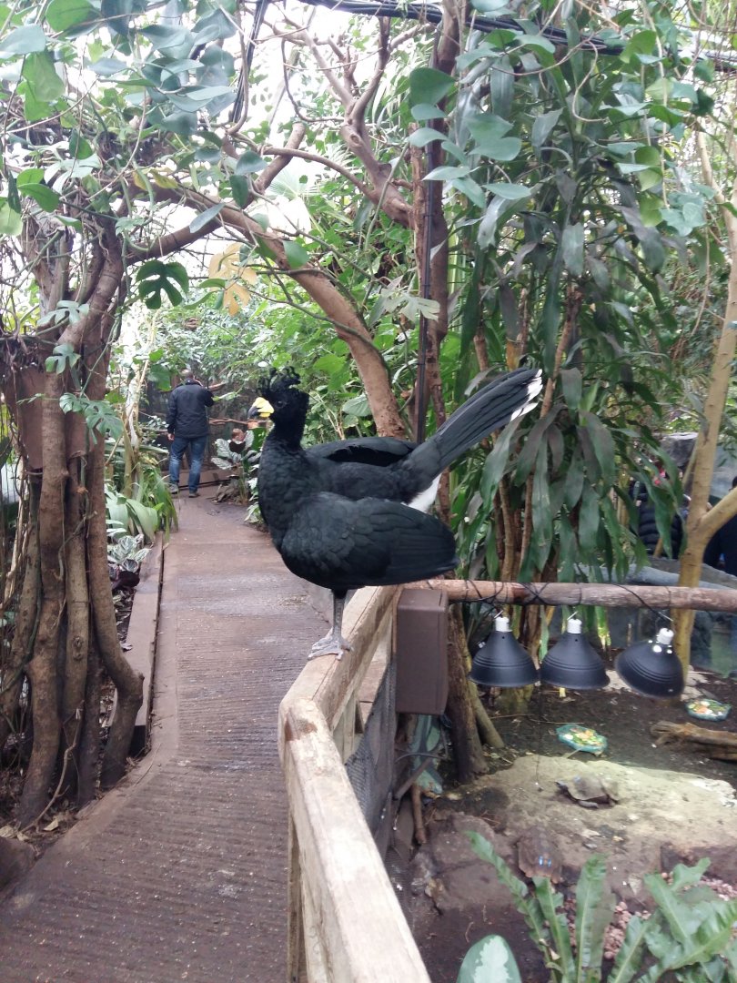 11th Feb 2017 - Yellow-Knobbed Curassow
