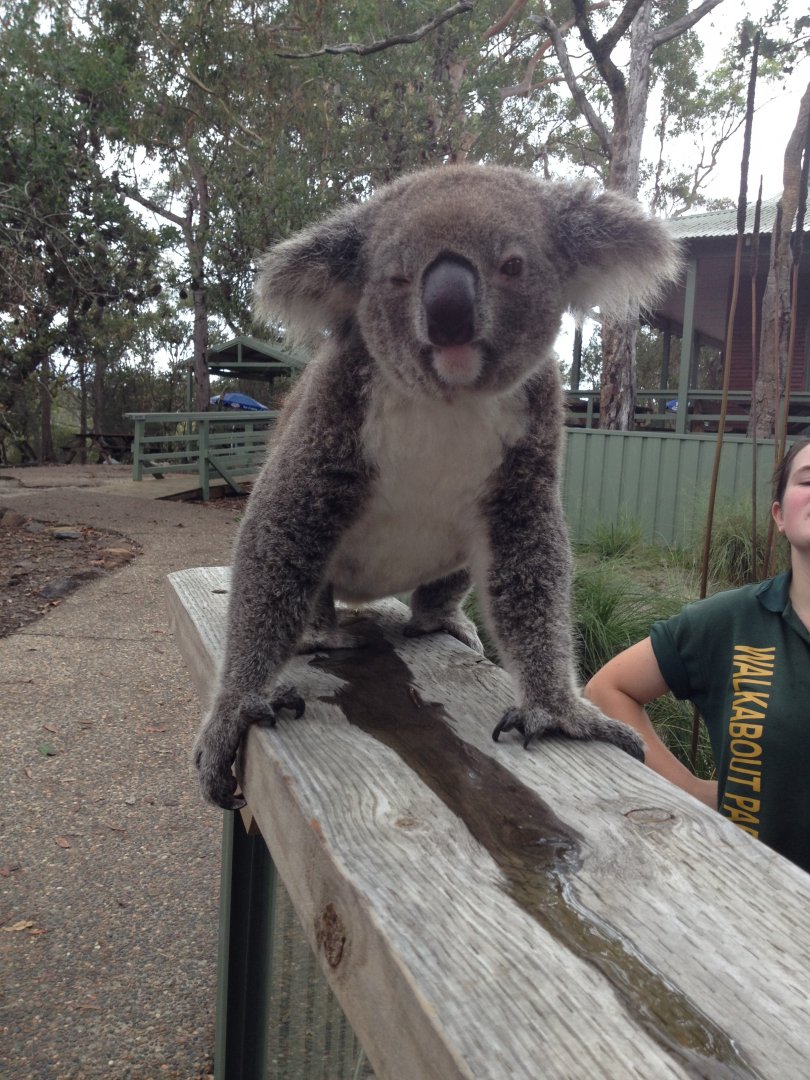 12:00 pm Koala Encounter "Kambala"