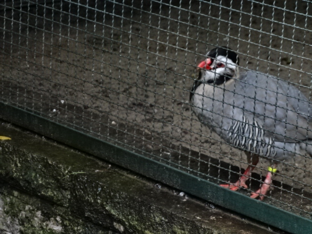 12/08/17 - Arabian partridge