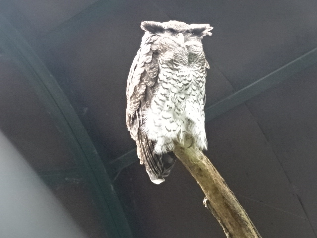 12/08/17 - Barred Eagle-owl