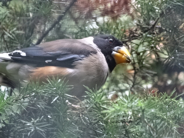 12/08/17 - Chinese grosbeak