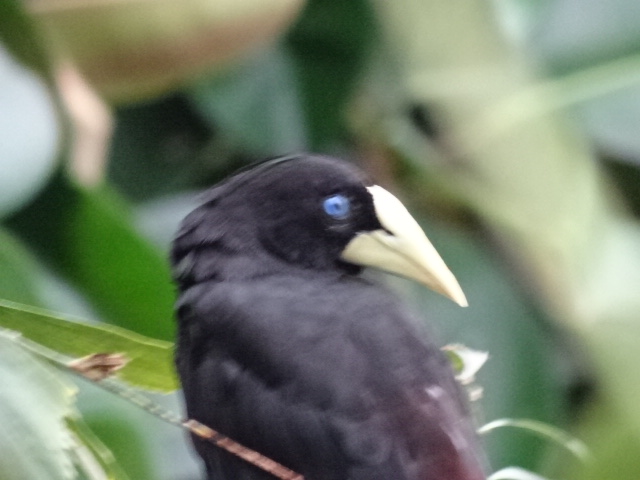 12/08/17 - Crested oropendola