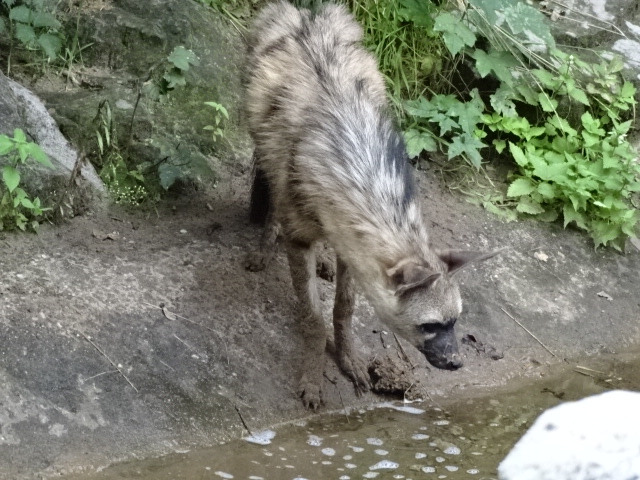 12/08/17 - Eastern aardwolf