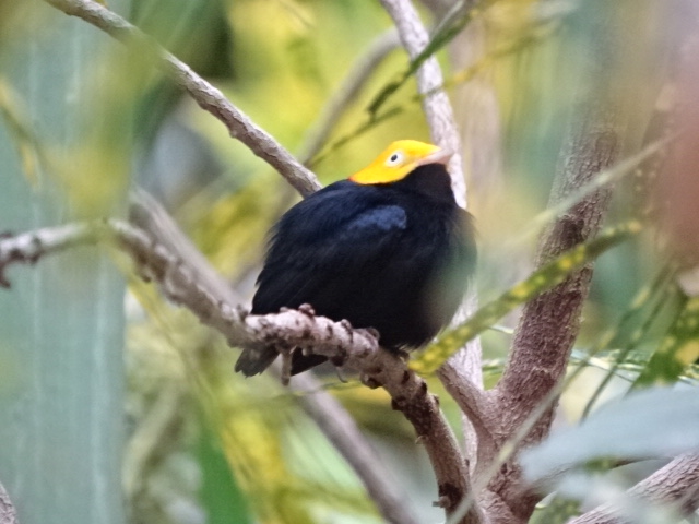12/08/17 - Golden-headed manakin