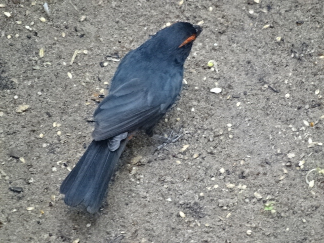 12/08/17 - Greater antillean bullfinch