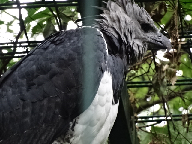 12/08/17 - Harpy eagle