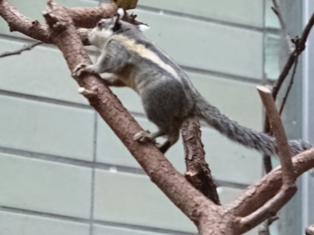 12/08/17 - Himalayan striped squirrek