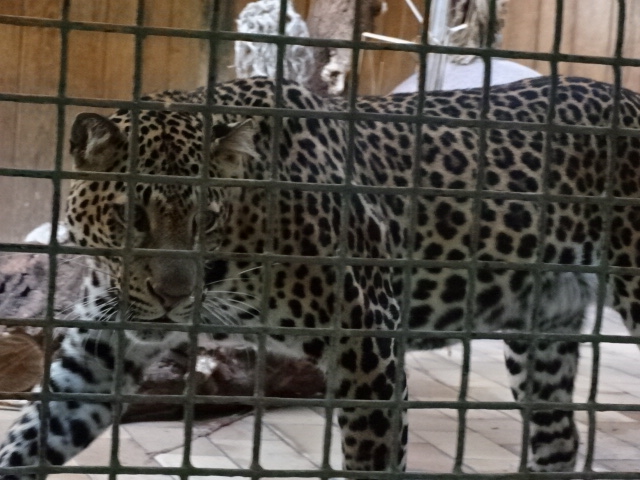 12/08/17 - Javan leopard