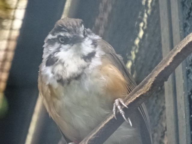 12/08/17 - Lesser necklaced laughingthrush