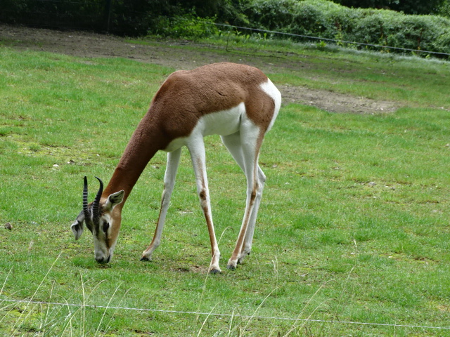 12/08/17 - Mhorr gazelle