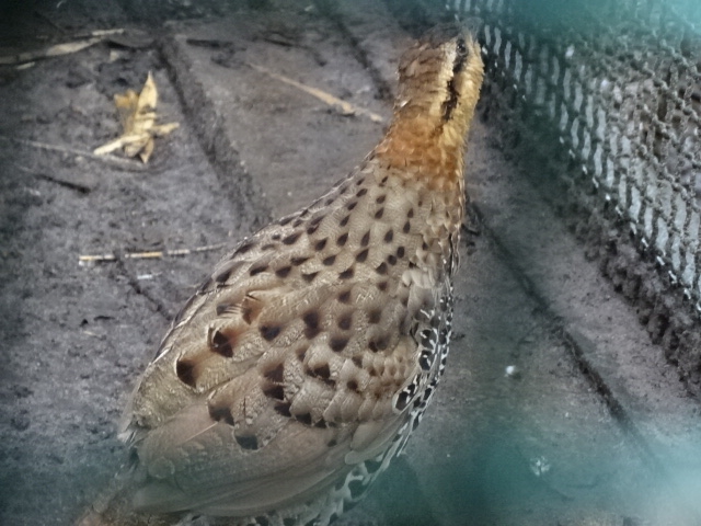 12/08/17 - Mountain bamboo partridge